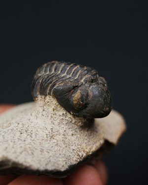 Morocops ovatus