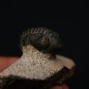 Morocops ovatus
