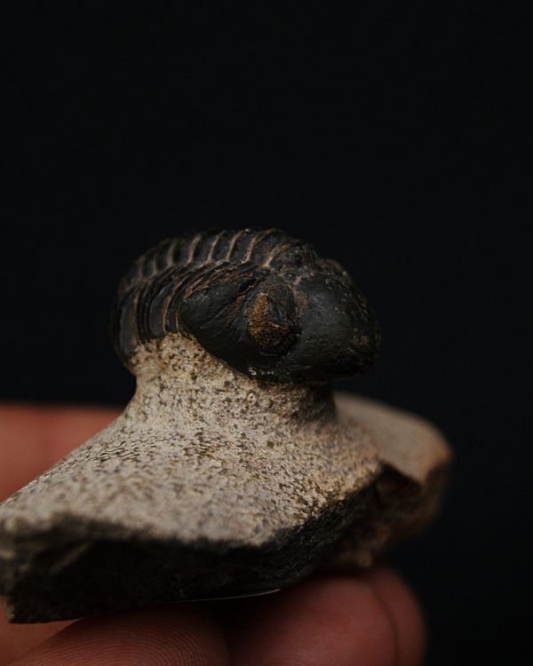 Morocops ovatus