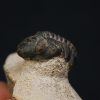 Morocops ovatus