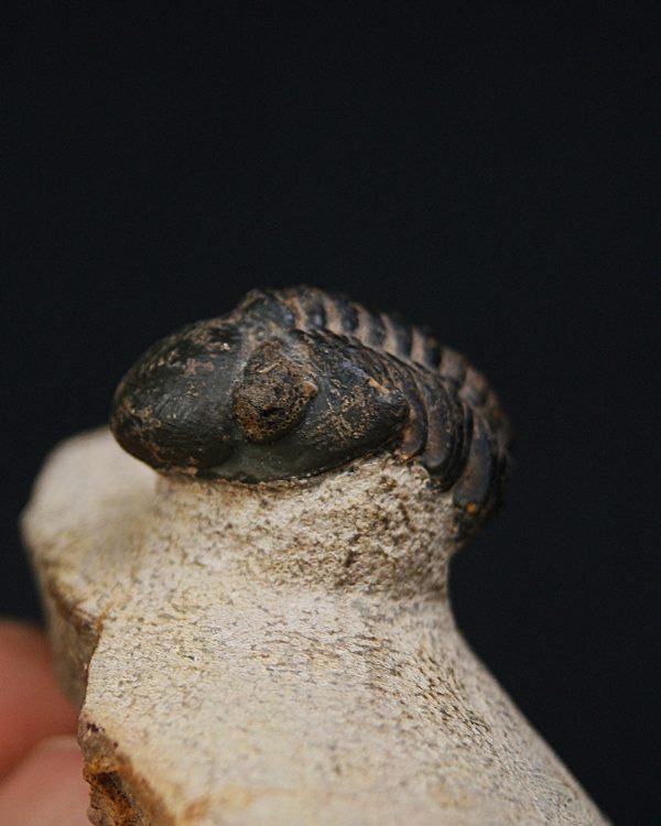 Morocops ovatus