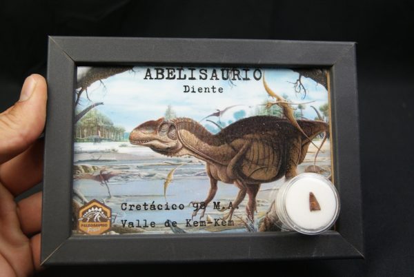 Diente de abelisaurio