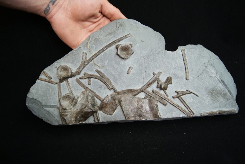 Esqueleto de ictiosaurio
