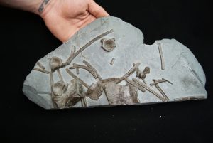 Esqueleto de ictiosaurio