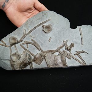 Esqueleto de ictiosaurio