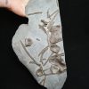 Esqueleto de ictiosaurio