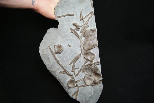 Esqueleto de ictiosaurio