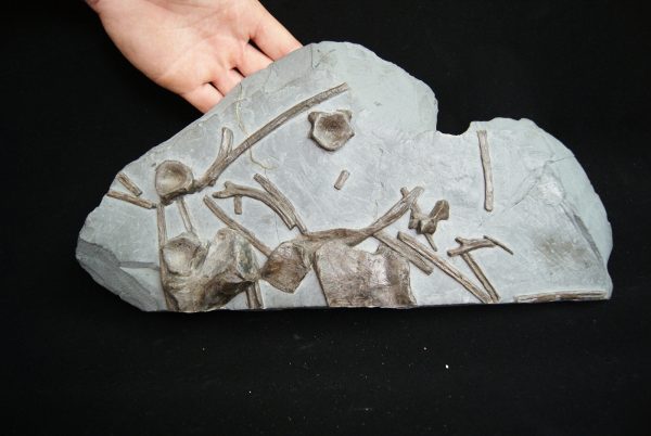 Esqueleto de ictiosaurio