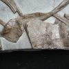 Esqueleto de ictiosaurio