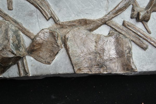 Esqueleto de ictiosaurio