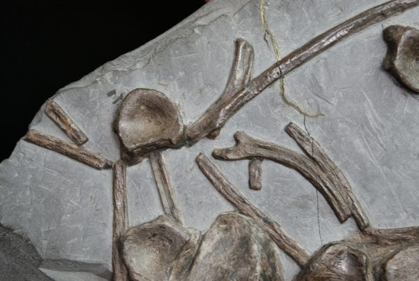 Esqueleto de ictiosaurio