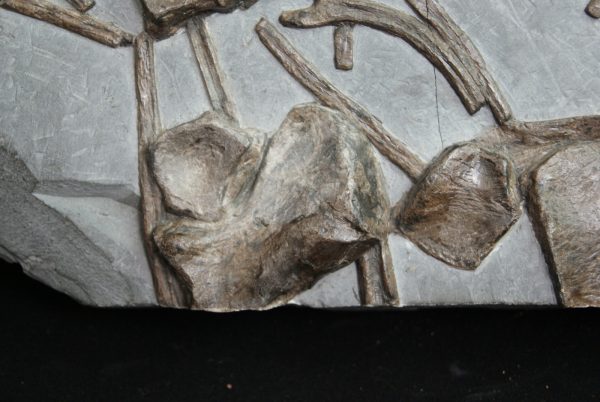 Esqueleto de ictiosaurio
