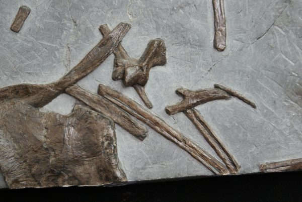 Esqueleto de ictiosaurio