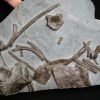 Esqueleto de ictiosaurio
