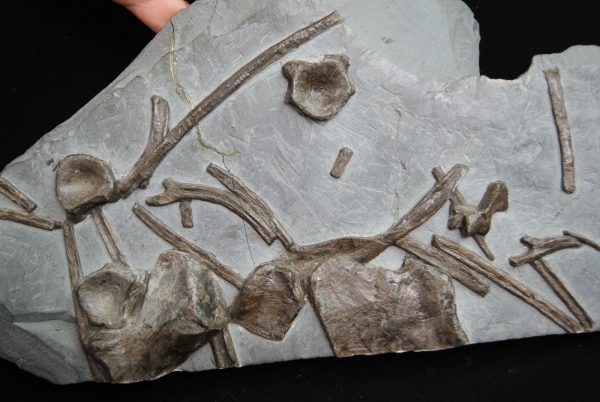 Esqueleto de ictiosaurio
