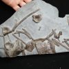 Esqueleto de ictiosaurio