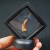 Diente de raptor Dromaeosauridae