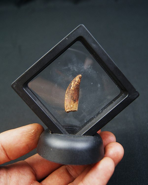 Diente de raptor Dromaeosauridae