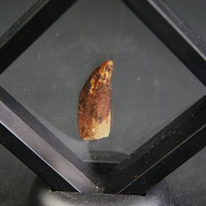 Diente de raptor Dromaeosauridae