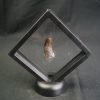 Diente de Eocarcharias dinops