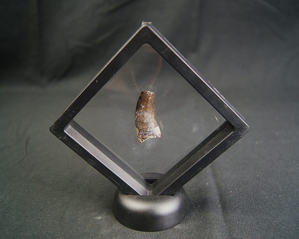 Diente de Eocarcharias dinops