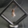 Diente de Eocarcharias dinops
