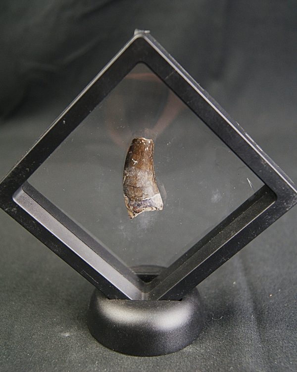 Diente de Eocarcharias dinops