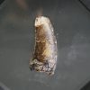 Diente de Eocarcharias dinops