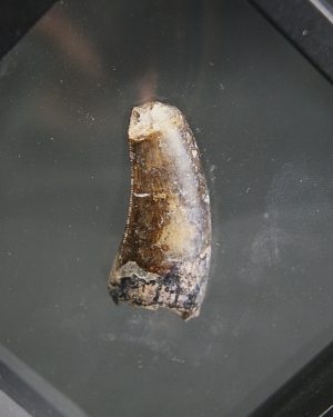 Diente de Eocarcharias dinops