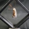 Diente de Eocarcharias dinops