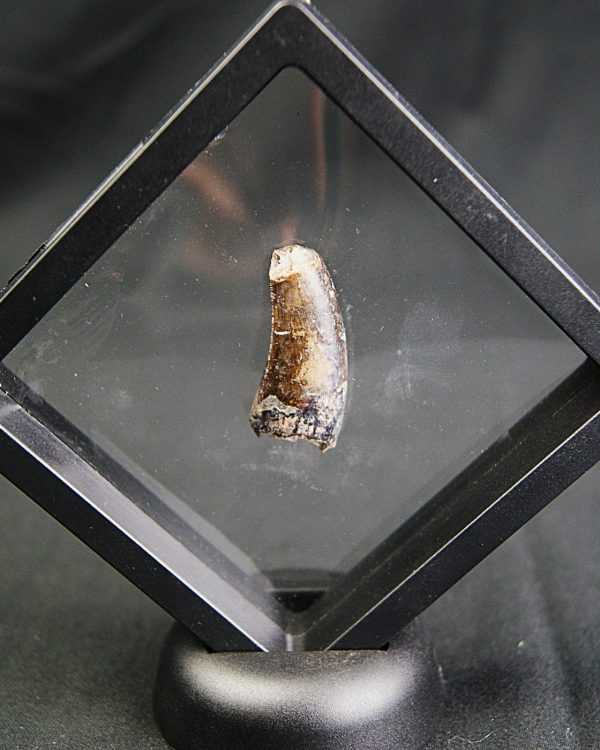 Diente de Eocarcharias dinops