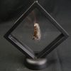 Diente de Eocarcharias dinops