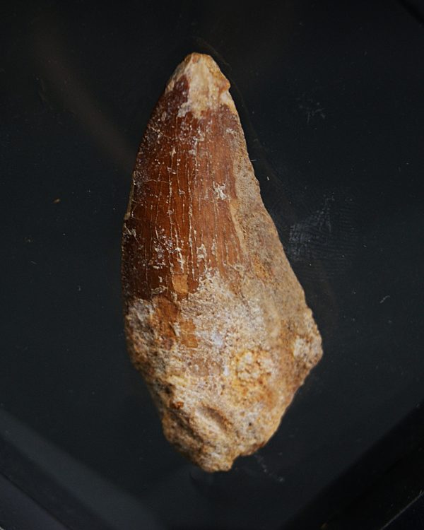 Diente de Carcharodontosaurus