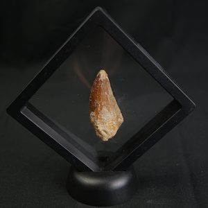 Diente de Carcharodontosaurus