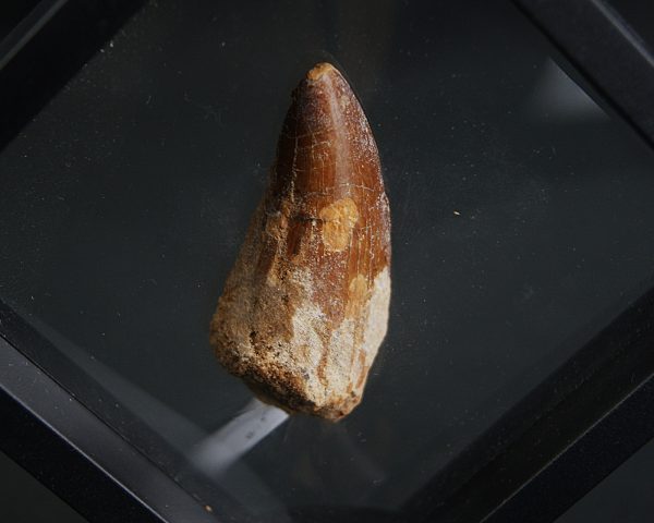 Diente de Carcharodontosaurus