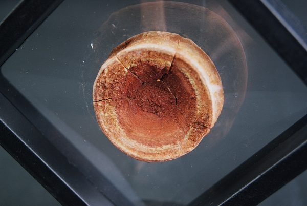 Vértebra de Onchopristis numidus