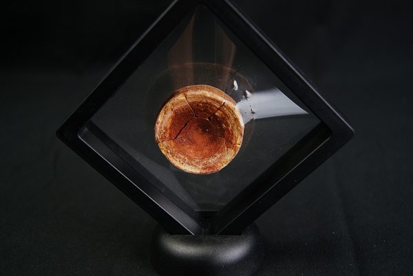 Vértebra de Onchopristis numidus