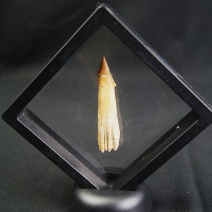 Rostral de Onchosaurus