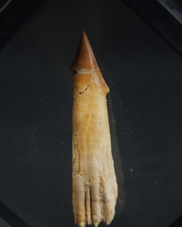 Rostral de Onchosaurus