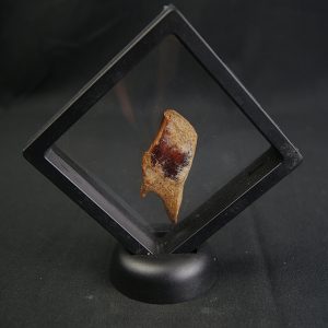 Escama fósil de pez