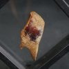 Escama fósil de pez