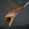 Diente enorme de Elosuchus cherifensis