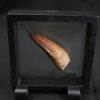 Diente enorme de Elosuchus cherifensis