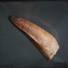 Diente enorme de Elosuchus cherifensis