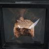 Vértebra de raptor Theropoda indet.