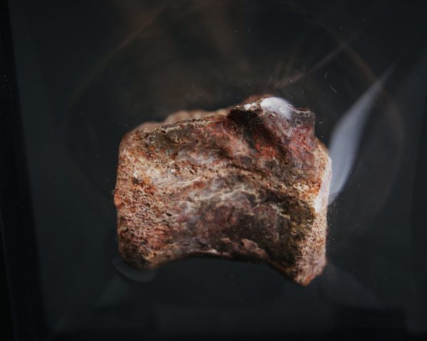 Vértebra de raptor Theropoda indet.