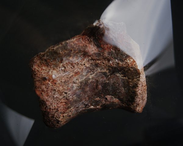 Vértebra de raptor Theropoda indet.