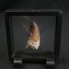 Suchomimus tenerensis