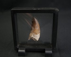 Suchomimus tenerensis