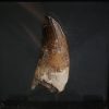 Suchomimus tenerensis